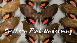 Back from the Brink - Season 3 Episode 5 - Southern Pink Underwing