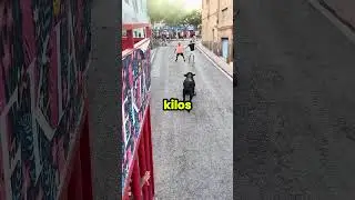 САМЫЙ ОПАСНЫЙ забег быков, который вы увидите сегодня 🔥🐂 #животные #жизньживотных #дикаяприрода #...