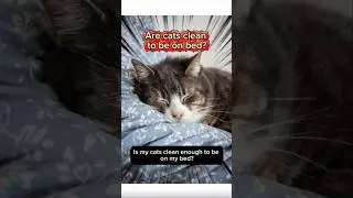 Are cats clean on bed?! #catsfact #catslover #catsvideos #cats #catsshorts #catshorts #cat #mycat