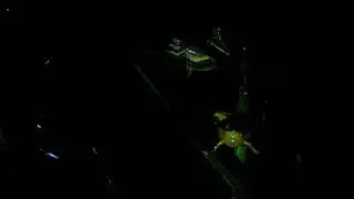 Dainty Tree Frogs Mating Calls