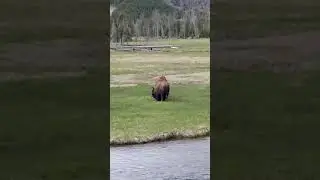 Wild Bison fight at Yellowstone!