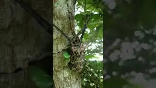 Insecta ● harlequin beetle (Acrocinus longimanus) dancing #shorts #viral #animals