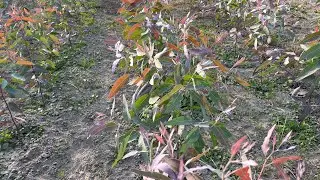 2 महीने के सफेदे के प्लांट की शानदार ग्रोथ | p23 eucalyptus plant | #farming
