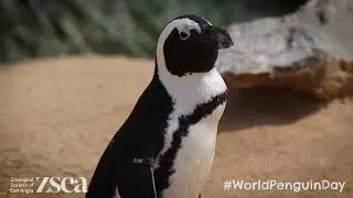 Our Penguins are celebrating #WorldPenguinDay | Banham Zoo