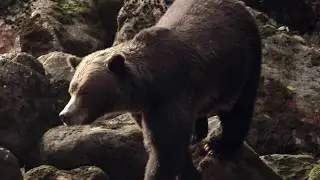 Explore Vancouver Island | Beautiful Free Spirit Travel