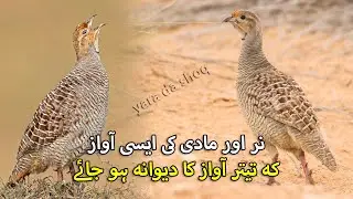 Female Teetar Voice | Grey Francolin Voice | Nar Teetar ki Awaz | Female and Male Partridge Sound