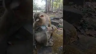 Monkey Luna wanna Lynx stop milking #monkey #animallife #animalbehavior