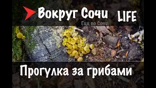 Вокруг Сочи LIFE | #11 Прогулка за грибами.