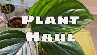 Доставка растений в феврале: Greenspaces ID Ecuagenera Kerby Nursery Rare Tropical Home Plants