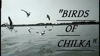 CHILKA - BIRDS OF WATER