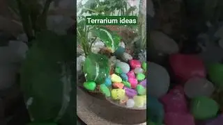 #terrarium#terrariumsetup#ideas #natural#indoorplants#trending#viralvideo #motivationalvideo