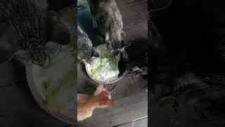 Cat eat food #short#Cat 0326