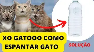 [NOVA] TÉCNICAS PARA ESPANTAR GATOS DO TELHADO E DA SUA CASA - XO GATO DO VIZINHO