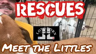 FARM ANIMAL RESCUES at LHL