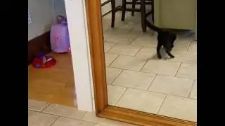 Tracy the Ninja Cat. 忍猫トレイシー。