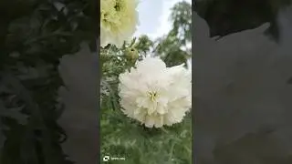 Beautiful Flowers Blooming #gardening #shortvideo #plants #garden #music #flowers #nature #caretips