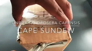 Unboxing Drosera Capensis Cape Sundew 2021