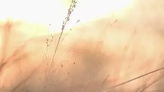 Soft Sunrise | Natural Wind- & Birdsound | Calm Nature Ambience | No Music | No vocals