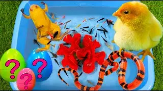 Baby Chicken, Frog, Snake, Crayfish, Koi Fish, Scalar, Thorns, Coral - cute baby animals videos