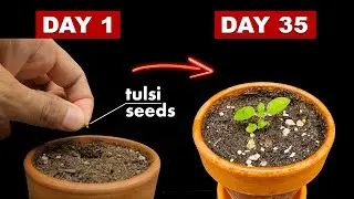 Growing Tulsi/Holy Basil From Seeds - 35 Days Time Lapse