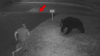 When Bears Attack &ndash; Incredible Moments Caught on Camera and Explained with Real Facts