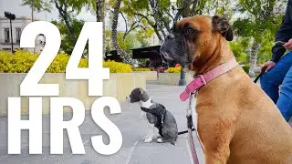 Tus PRIMERAS 24 HRS con un Cachorro Boxer