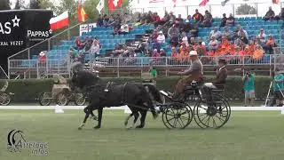 Johan VERHAEGE   Bel   Dressage   FEI DPWC KISBER 2019