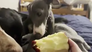 My dogs eat an apple - Liv B.