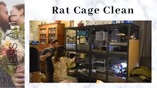 How We Clean Our Rat Cage | DCN
