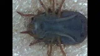 Bat Tick Found in the House