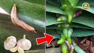 The magic potion helps your orchid not to be destroyed by snails