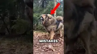 TOP 5 MISTAKES YOU SHOULD NEVER MAKE WITH ANIMALS 😱 #AnimalFacts #WildLifeTips