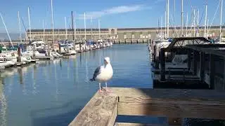 SF local seagull