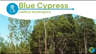 Blue Cypress Essential Oil Benefits