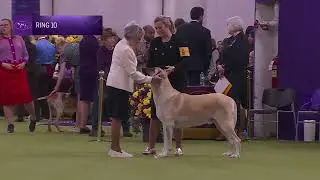 Anatolian Shepherd Dogs | Breed Judging 2026
