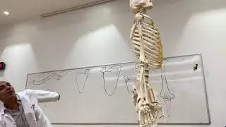 Clavicle  & scapula (Upper limb 1)