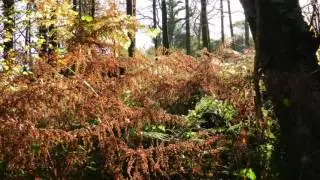 A walk through Holyford Woods, Seaton, East Devon UK