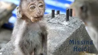 Remind Heidi!!! Why Baby Baby Macaque Do Face Like This? | Missing Heidi