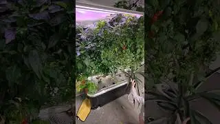 DWC Tote Peppers - Plants are getting to BIG
