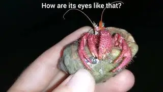On moonlight we met cute hermit-crab 2023: beauty in shell