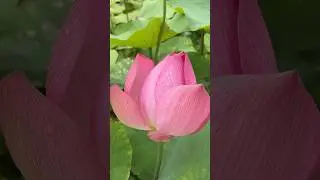 What could be more beautiful than nature? #naturelovers #nature #flowers #blossom #beauty #beautiful