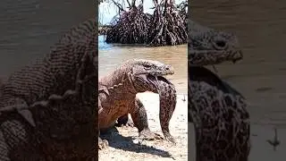 The Komodo dragon was electrocuted by the eel ⚡⚡⚡ #komodonationalpark #reptile #komodo