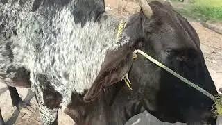گائے کو فوڈ پوائزننگ ہوئ cow ko food poisoning Hui#गाय को फ़ूड पोइज़निंग हुई