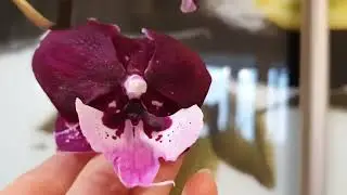 😘 Биг Лип 