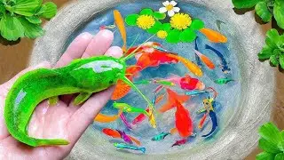 Amazing Catching Catfish, Baby Arowana, Perch, Koi, Guppies, Ornamental Fish, Frogs  Fishing Videos