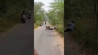 Tiger Suddenly Charges On bike In Indian Jungle Road #tiger #sora #ai #animals #jungle #india