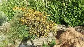 Berberis darwinii