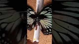 Growing Crystals on a Real Butterfly? #butterfly
