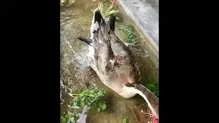 A guard goose eating leaves #Can you train a Guard Goose to fly? @ My home,South East Asia. Ep3