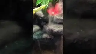 Exo-tera tropical jungle
